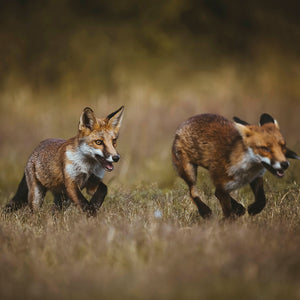 Foxes - The Chase