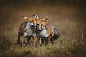 Foxes 11