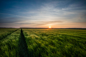 Barley Fields Sunset