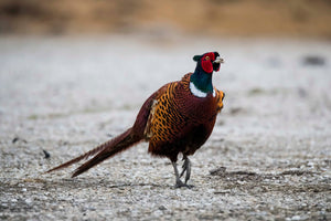 Roaming Pheasant