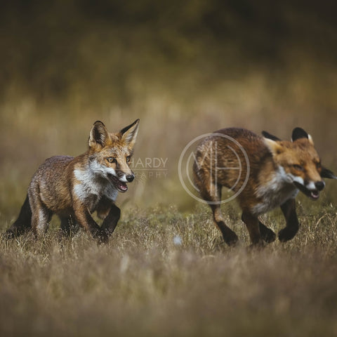 Foxes 10 Photo Print