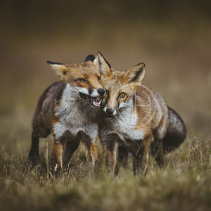 Foxes 11 Photo Print