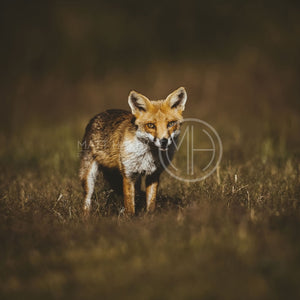 Foxes 14 Photo Print