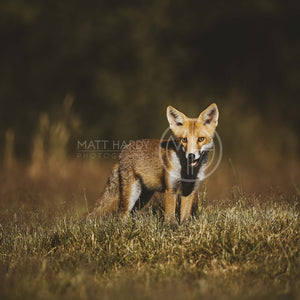 Foxes 16 Photo Print