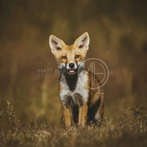 Foxes 17 Photo Print