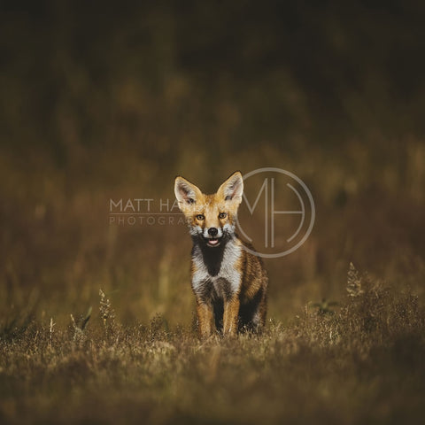 Foxes 18 Photo Print