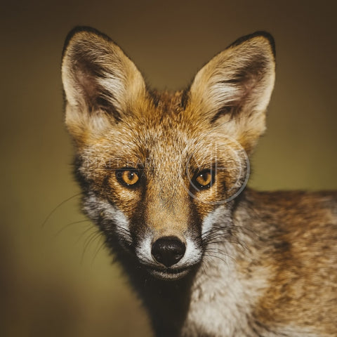 Foxes 21 Photo Print