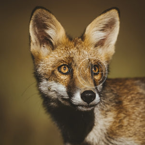 Foxes 22 Photo Print