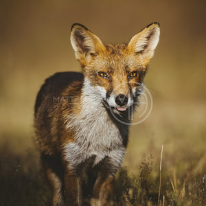Foxes 23 Photo Print