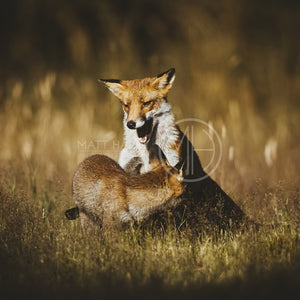Foxes 24 Photo Print