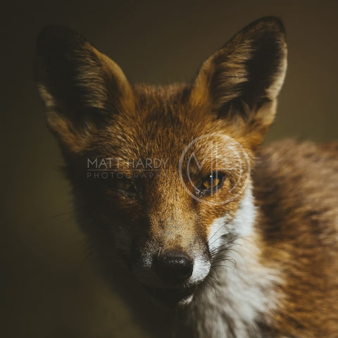 Foxes 3 Photo Print
