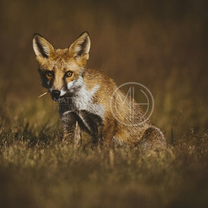 Foxes 5 Photo Print