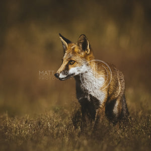 Foxes 6 Photo Print