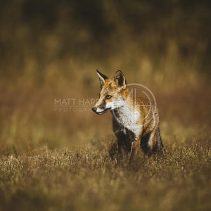 Foxes 7 Photo Print