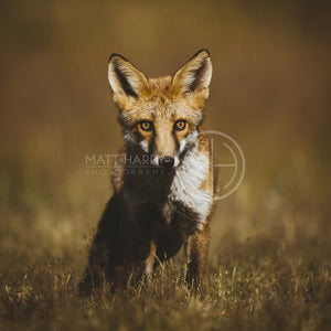 Foxes 8 Photo Print