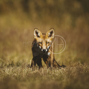 Foxes 9 Photo Print